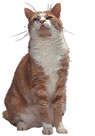 Giving tablets to your cat